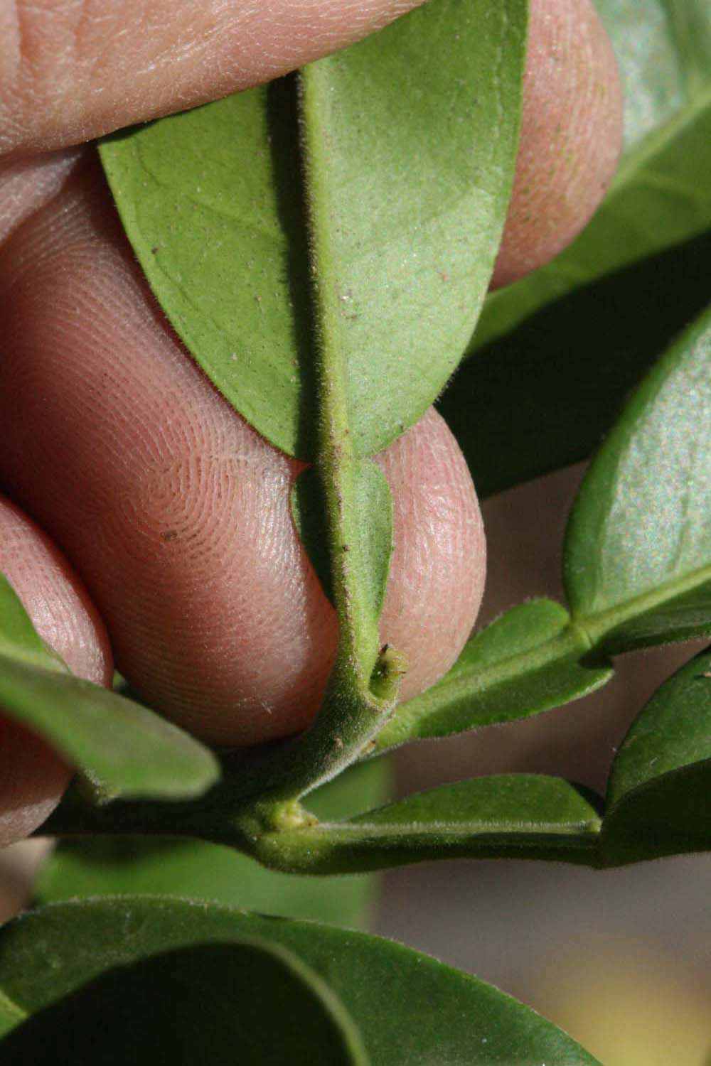              Petiole (Riverside, CA)       